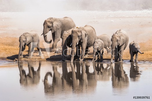 Bild på Family of African elephants drinking at a waterhole in Etosha national park Namibia Africa